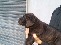 cucciolo di cane corso